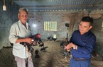 Cặp vợ chồng U70 an nhàn, rủng rỉnh tiền nhờ nuôi gà