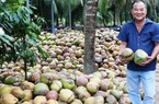 Dừa khô giảm giá xuống ở mức thấp