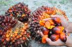 Indonesia cấm xuất khẩu dầu cọ thô và dầu ăn từ 28/4, khuyến cáo "nóng" các DN Việt Nam