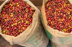 Giá nông sản hôm nay 26/4: Cà phê đồng loạt giảm mạnh, robusta kỳ hạn mất hơn 4%; tiêu tăng trở lại