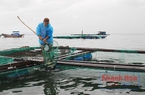 Khánh Hòa: Chen chúc nuôi thủy sản trên vịnh Vân Phong, đâu là cách chấm dứt tình trạng "mạnh ai nấy chiếm"?