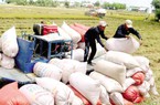Châu Âu đổ xô mua loại gạo thượng hạng của Việt Nam dù giá đắt gần gấp đôi gạo thường