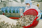 Hưởng thuế 0%, xuất khẩu thủy sản Việt Nam vào Canada đang tăng kỷ lục
