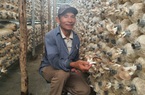 Trồng loại nấm ăn bổ dưỡng, bán chạy như tôm tươi, nông dân Đà Nẵng sống khỏe