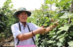 Mâm xôi là cây gì mà ra quả mọng mọng ở vùng đất Ninh Thuận, ăn một vài trái tỉnh cả người