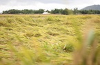 Hơn 14.000 héc ta lúa sắp gặt ngã rạp, nông dân Bình Định "bủn rủn tay chân" khi ra đồng thu hoạch