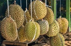 Đề xuất họp chung Thái Lan, Trung Quốc, Lào và Việt Nam nhằm tăng xuất nhập khẩu trái cây