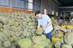 Chỉ một động thái của Trung Quốc, giá loại trái cây này ở Tiền Giang lên xuống chóng cả mặt