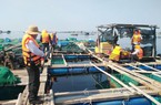 Ninh Thuận: Sẽ cưỡng chế các lồng bè nuôi thủy sản trái phép ở một trong những bãi biển đẹp nhất Việt Nam
