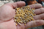 Giá thức ăn chăn nuôi lại lập đỉnh mới