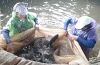 Trên nuôi con dày mỡ, dưới nước nuôi con ít mỡ, chị nông dân Thái Nguyên thu tiền tỷ