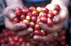 Giá nông sản hôm nay 10/5: Cà phê liên tiếp giảm kịch sàn, xuống thấp nhất trong 6 tháng qua; tiêu ổn định