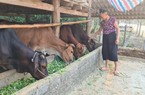 Nông thôn Tây Bắc: Lợi nhuận cao từ trồng cỏ, nuôi bò sinh sản