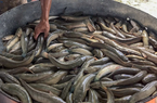 Sản lượng cá lóc toàn tỉnh Trà Vinh ước đạt 25.000 tấn, giảm nhiều so với năm 2021, nông dân vẫn lỗ, vì sao vậy?