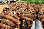 Quy trình trồng, thu hoạch và chế biến các sản phẩm từ sắn