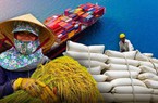 Lúa gạo 'được mùa được giá', doanh nghiệp xuất khẩu bội thu
