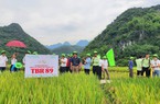 Hai giống lúa mới của ThaiBinh Seed có gì hay mà nông dân Thanh Hóa mê tít?
