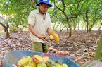 Trồng thứ cây ra trái to thô lố xen trong vườn điều, nông dân Bình Phước thu lợi "kép"