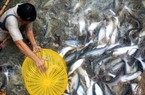 Thu phí hạ tầng cảng biển và các vấn đề chính sách VASEP kiến nghị sửa đổi