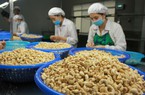 Thị phần hạt điều Việt Nam trong tổng kim ngạch nhập khẩu của Trung Quốc giảm mạnh