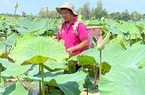 Ở nơi này, người dân trồng rất nhiều sen, thu nhập gấp 3 - 4 lần trồng lúa