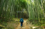 Mê mẩn rừng tre Juknokwon Hàn Quốc - Điểm đến hút khách