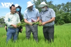 Nỗ lực đổi mới sáng tạo trong chuỗi giá trị lúa gạo và xoài Việt Nam