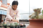 Trồng thứ cây cảnh thấp lùn, có bón thần dược cũng không to cao, 9X Quảng Nam kiếm bộn tiền