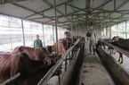 Chỉ nuôi 30 con bò, anh nông dân Hưng Yên thu 300 triệu đồng/năm