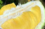Vì sao sầu riêng Musang King trồng ở miền Tây giá bán từ 300.000-400.000 đồng/kg khiến cư dân mạng xôn xao?