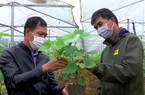 Video: Trồng theo hướng hữu cơ, nông sản Sơn La vừa tăng sản lượng vừa bán được giá