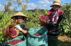 Nhiều cơ chế ưu đãi cho mặt hàng nông sản chủ lực