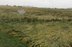 Thừa Thiên Huế: 8.000 ha lúa đổ rạp, ngập úng do mưa lớn, nông dân thiệt hại nặng