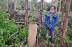 Khởi tố, bắt giam nhiều đối tượng dùng phương tiện cơ giới phá rừng bao ở Phú Quốc