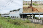 Quảng Ngãi: Xoá sổ nhà máy muối Sa Huỳnh, thu hồi đất đưa vào đấu giá