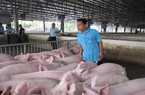 Giá lợn hơi sẽ tiếp tục tăng nhưng khó có đột biến