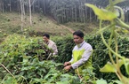 Trồng hà thủ ô, trồng cây xạ đen, nông dân Bắc Cạn nắm tay nhau biến ruộng cằn thành "đất đẻ trứng vàng"