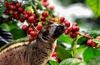 3 loại cà phê được làm từ phân động vật, giá lên đến vài chục triệu đồng/kg