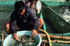 Kỳ công như chọn giống cá biển ở Khánh Hòa, cái khó là tìm được cá bố mẹ đẹp đã đành còn phải to khỏe