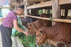 Cả bản này ở Sơn La có tới 90 hộ trồng cỏ nuôi hơn 700 con bò, nhà nào cũng thu hàng trăm triệu/năm