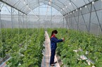 Lộ diện giải pháp Smart Farm từ Rạng Đông