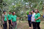 Thừa Thiên Huế trồng mới 1.000 ha cây ăn quả ở huyện Phong Điền, sẽ ưu tiên những loại cây nào? 