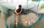 “Sắc xanh” phủ khắp làng nuôi cá cảnh Sài Gòn sau dịch Covid-19