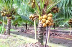Trồng dừa đặc sản, cây thấp tè đã ra trái quá trời, nông dân nơi này của Trà Vinh không lo đi bán