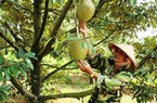 Tây Nguyên đang đứng trước cơ hội lớn để trở thành vùng trồng rau củ quả nhiệt đới cho cả thế giới