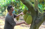 Trồng mít Thái la liệt, vì sao ở nơi này của Đồng Nai nhiều nông dân đang chặt bỏ?