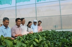 Mô hình trồng rau thủy canh công nghệ cao ở Cam Hải Tây của Khánh Hòa hiện đại thế nào mà ai cũng khen?