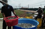 Nuôi tôm ở miền Tây, nông dân, doanh nghiệp đang có nguy cơ đối diện với một loạt bất lợi gì?