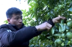 Trồng thứ cây treo quả treo thành hàng ở ruộng bậc thang, nông dân Lai Châu khá giả, cả làng vui