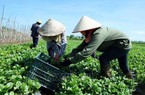 JICA hỗ trợ Việt Nam 3 triệu USD sản xuất nông sản an toàn